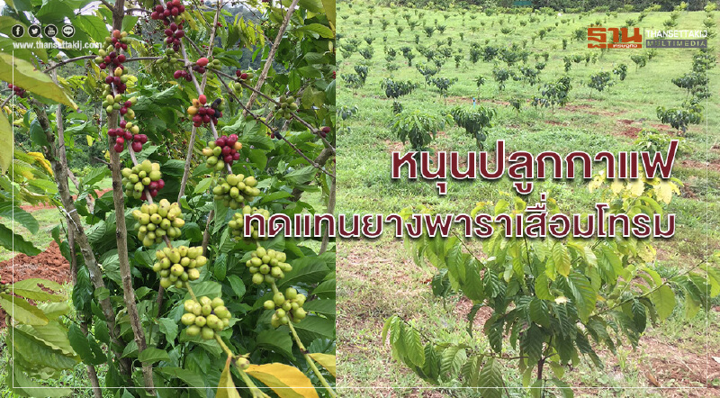 กรมวิชาการเกษตรจับมือเทศบาลนครยะลา หนุนปลูก "กาแฟ" ทดแทนยางพาราเสื่อมโทรม