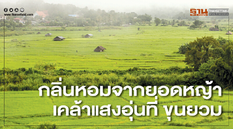 กลิ่นหอมจากยอดหญ้า เคล้าแสงอุ่นที่ ขุนยวม กลิ่นหอมจากยอดหญ้า เคล้าแสงอุ่นที่ ขุนยวม
