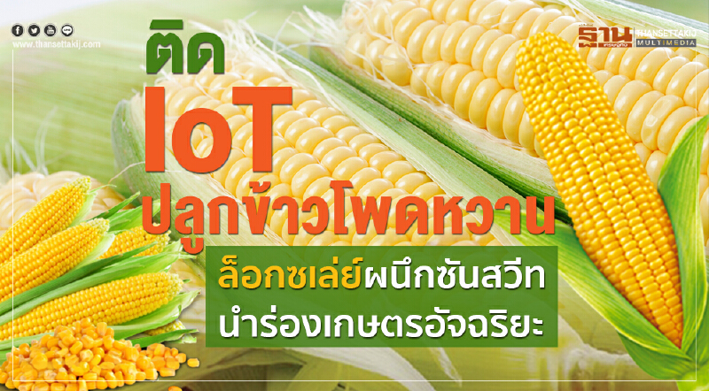 ติด IoT ปลูกข้าวโพดหวาน ล็อกซเล่ย์ผนึกซันสวีท นำร่องเกษตรอัจฉริยะ