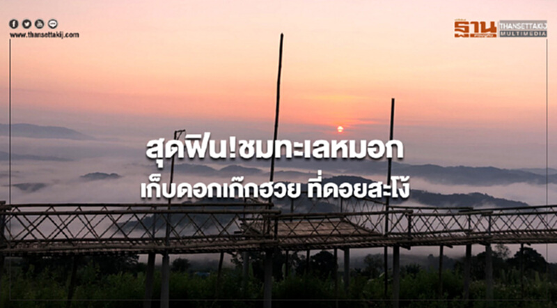 สุดฟิน!ชมทะเลหมอก เก็บดอกเก๊กฮวย ที่ดอยสะโง้ สุดฟิน!ชมทะเลหมอก เก็บดอกเก๊กฮวย ที่ดอยสะโง้