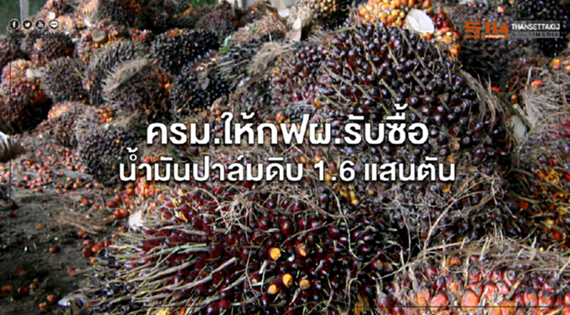 ครม.ให้กฟผ.รับซื้อน้ำมันปาล์มดิบ 1.6 แสนตัน ครม.ให้กฟผ.รับซื้อน้ำมันปาล์มดิบ 1.6 แสนตัน