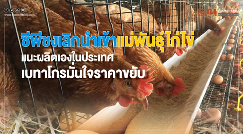 "ซีพี" ชงเลิกนำเข้าพ่อแม่พันธุ์ไก่ไข่ แนะผลิตเอง ใช้เองในประเทศ "เบทาโกร-แสงทอง" มั่นใจ 3 มาตรการดันราคาขยับ "ซีพี" ชงเลิกนำเข้าพ่อแม่พันธุ์ไก่ไข่ แนะผลิตเอง ใช้เองในประเทศ "เบทาโกร-แสงทอง" มั่นใจ 3 มาตรการดันราคาขยับ