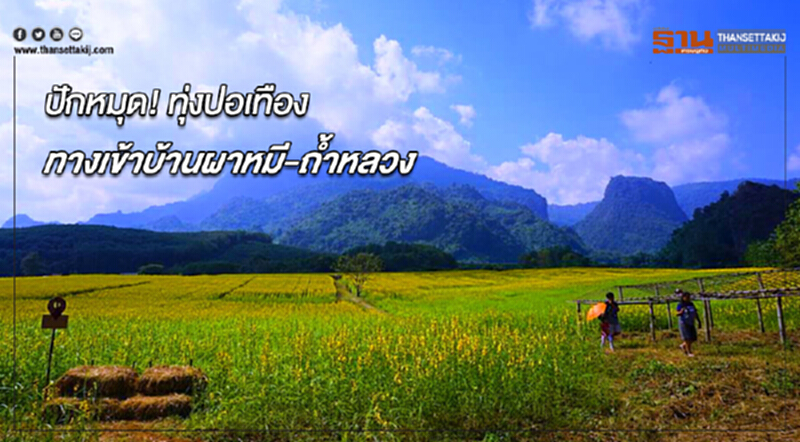ปักหมุด! ทุ่งปอเทือง ทางเข้าบ้านผาหมี-ถ้ำหลวง:แม่สาย ปักหมุด! ทุ่งปอเทือง ทางเข้าบ้านผาหมี-ถ้ำหลวง:แม่สาย