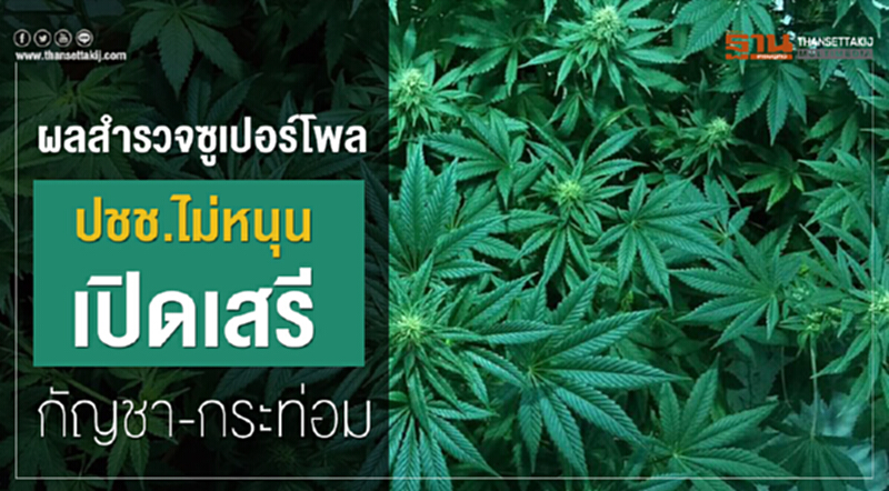ผลสำรวจซูเปอร์โพล ปชช. ไม่หนุน เปิดเสรี "กัญชา-กระท่อม" ผลสำรวจซูเปอร์โพล ปชช. ไม่หนุน เปิดเสรี "กัญชา-กระท่อม"
