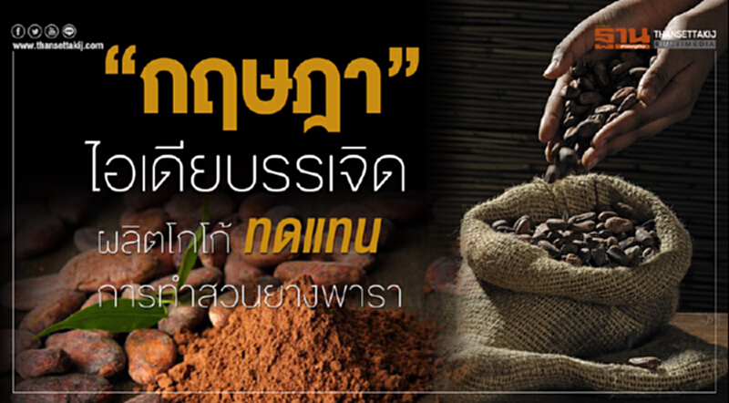 'กฤษฎา' ไอเดียบรรเจิดผลิต "โกโก้" ทดแทนการทำสวนยางพารา 'กฤษฎา' ไอเดียบรรเจิดผลิต "โกโก้" ทดแทนการทำสวนยางพารา