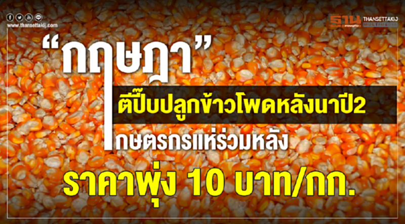 “กฤษฎา”ตีปี๊บปลูกข้าวโพดหลังนาปี2 เกษตรกรแห่ร่วมหลังราคาพุ่ง 10 บาท/กก. “กฤษฎา”ตีปี๊บปลูกข้าวโพดหลังนาปี2 เกษตรกรแห่ร่วมหลังราคาพุ่ง 10 บาท/กก.