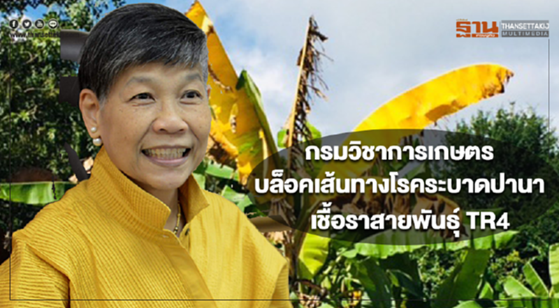 กรมวิชาการเกษตรบล็อคเส้นทางโรคระบาดปานามาจากเชื้อราสายพันธุ์ TR4 กรมวิชาการเกษตรบล็อคเส้นทางโรคระบาดปานามาจากเชื้อราสายพันธุ์ TR4