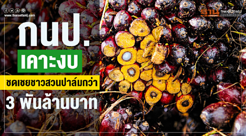 กนป. เคาะงบชดเชยชาวสวนปาล์มกว่า 3 พันล้านบาท กนป. เคาะงบชดเชยชาวสวนปาล์มกว่า 3 พันล้านบาท