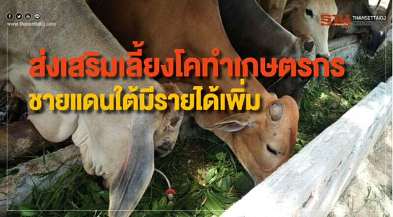 ส่งเสริมเลี้ยงโคทำเกษตรกรชายแดนใต้มีรายได้เพิ่ม ส่งเสริมเลี้ยงโคทำเกษตรกรชายแดนใต้มีรายได้เพิ่ม