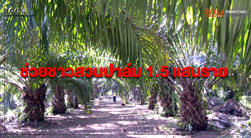 ช่วยชาวสวนปาล์ม 1.5 แสนราย ช่วยชาวสวนปาล์ม 1.5 แสนราย