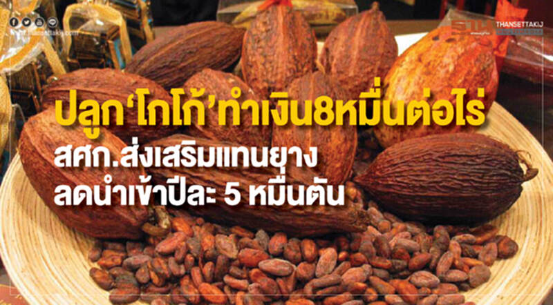 ปลูก "โกโก้" ทำเงิน 8 หมื่นต่อไร่! สศก. ส่งเสริมแทนยาง - ลดนำเข้าปีละ 5 หมื่นตัน ปลูก "โกโก้" ทำเงิน 8 หมื่นต่อไร่! สศก. ส่งเสริมแทนยาง - ลดนำเข้าปีละ 5 หมื่นตัน