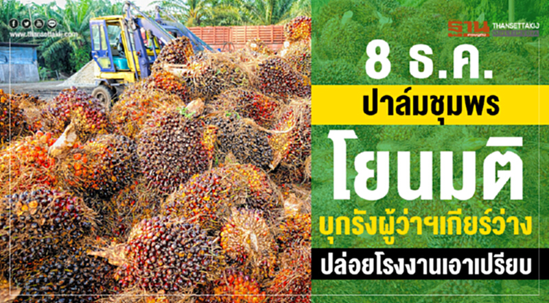 8 ธ.ค. "ปาล์มชุมพร" โยนมติ บุกรังผู้ว่าฯ เกียร์ว่างปล่อยโรงงานเอาเปรียบ!! 8 ธ.ค. "ปาล์มชุมพร" โยนมติ บุกรังผู้ว่าฯ เกียร์ว่างปล่อยโรงงานเอาเปรียบ!!
