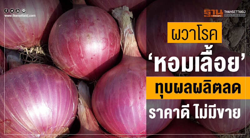 ผวาโรค "หอมเลื้อย" ทุบผลผลิตลด ราคาดี ไม่มีขาย!! ผวาโรค "หอมเลื้อย" ทุบผลผลิตลด ราคาดี ไม่มีขาย!!