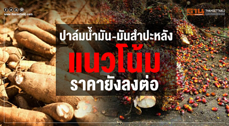 "ปาล์มน้ำมัน-มันสำปะหลัง" แนวโน้มราคายังลงต่อ!! "ปาล์มน้ำมัน-มันสำปะหลัง" แนวโน้มราคายังลงต่อ!!