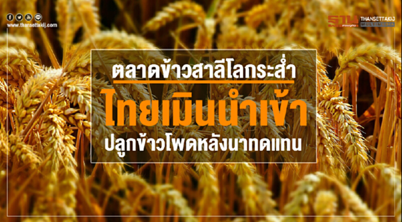 ตลาดข้าวสาลีโลกระส่ำ! ไทยเมินนำเข้า ปลูกข้าวโพดหลังนาทดแทน ตลาดข้าวสาลีโลกระส่ำ! ไทยเมินนำเข้า ปลูกข้าวโพดหลังนาทดแทน