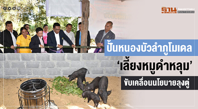 ปั้นหนองบัวลำภูโมเดล! "เลี้ยงหมูดำหลุม" ขับเคลื่อนนโยบายลุงตู่ ปั้นหนองบัวลำภูโมเดล! "เลี้ยงหมูดำหลุม" ขับเคลื่อนนโยบายลุงตู่