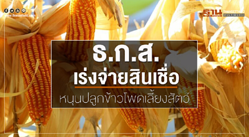 ธ.ก.ส. เร่งจ่ายสินเชื่อ หนุนปลูก "ข้าวโพดเลี้ยงสัตว์" ธ.ก.ส. เร่งจ่ายสินเชื่อ หนุนปลูก "ข้าวโพดเลี้ยงสัตว์"