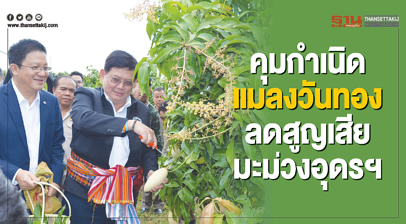 คุมกำเนิดแมลงวันทอง ลดสูญเสียมะม่วงอุดรฯ คุมกำเนิดแมลงวันทอง ลดสูญเสียมะม่วงอุดรฯ