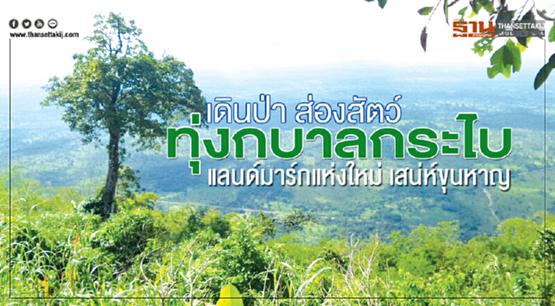 เดินป่า ส่องสัตว์ ทุ่งกบาลกระไบ เดินป่า ส่องสัตว์ ทุ่งกบาลกระไบ