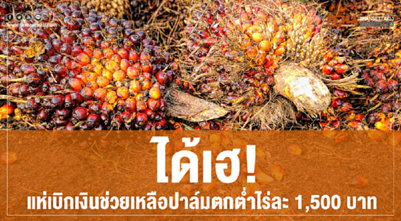 ได้เฮ! แห่เบิกเงินช่วยเหลือปาล์มตกต่ำ ไร่ละ 1,500 บาท ได้เฮ! แห่เบิกเงินช่วยเหลือปาล์มตกต่ำ ไร่ละ 1,500 บาท