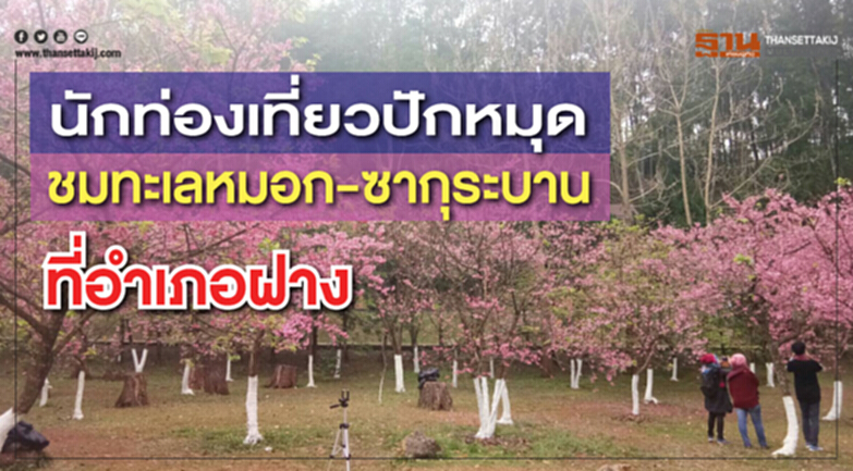 นักท่องเที่ยวปักหมุด ชมทะเลหมอก-ซากุระบาน ที่อำเภอฝาง นักท่องเที่ยวปักหมุด ชมทะเลหมอก-ซากุระบาน ที่อำเภอฝาง
