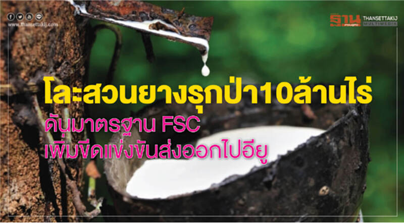 โละสวนยางรุกป่า 10 ล้านไร่ ดันมาตรฐาน FSC เพิ่มขีดแข่งขันส่งออกไปอียู โละสวนยางรุกป่า 10 ล้านไร่ ดันมาตรฐาน FSC เพิ่มขีดแข่งขันส่งออกไปอียู