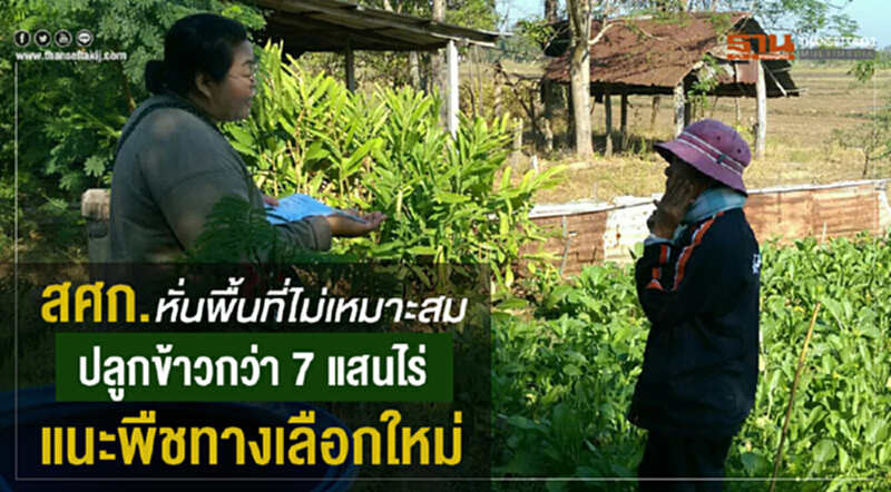 สศก.หั่นพื้นที่ไม่เหมาะสมปลูกข้าวกว่า 7 แสนไร่ แนะพืชทางเลือกใหม่ สศก.หั่นพื้นที่ไม่เหมาะสมปลูกข้าวกว่า 7 แสนไร่ แนะพืชทางเลือกใหม่