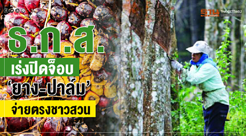ธ.ก.ส. เร่งปิดจ็อบ "ยาง-ปาล์ม" จ่ายตรงชาวสวน ธ.ก.ส. เร่งปิดจ็อบ "ยาง-ปาล์ม" จ่ายตรงชาวสวน