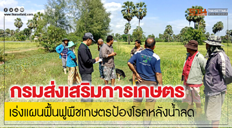 กรมส่งเสริมการเกษตรเร่งแผนฟื้นฟูพืชเกษตร ป้องโรคหลังน้ำลด กรมส่งเสริมการเกษตรเร่งแผนฟื้นฟูพืชเกษตร ป้องโรคหลังน้ำลด