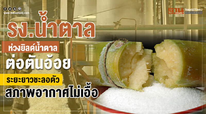 "โรงงานน้ำตาลทราย" โชว์ผลผลิต "อ้อย" โค้งแรกของฤดูการหีบประจำปี 61/62 "โรงงานน้ำตาลทราย" โชว์ผลผลิต "อ้อย" โค้งแรกของฤดูการหีบประจำปี 61/62