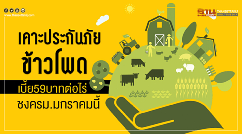 เคาะประกันภัยข้าวโพดเบี้ย 59 บาทต่อไร่ ชง ครม. ม.ค. นี้!! เคาะประกันภัยข้าวโพดเบี้ย 59 บาทต่อไร่ ชง ครม. ม.ค. นี้!!