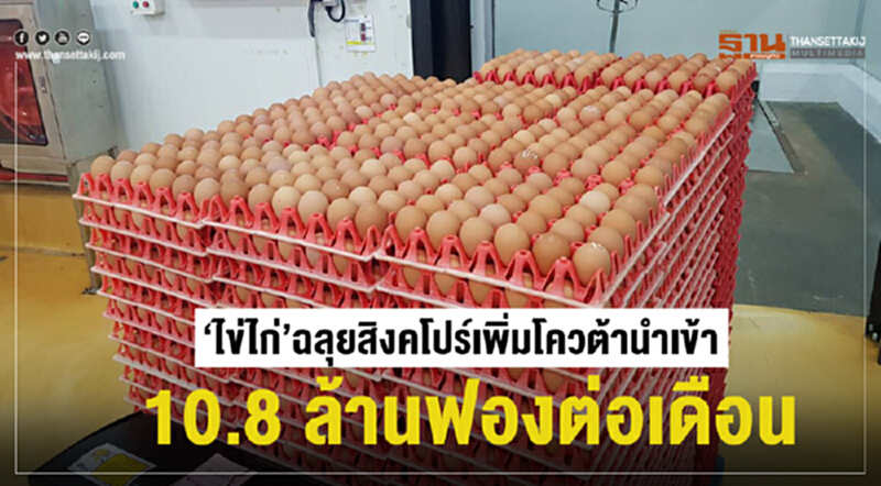 "ไข่ไก่" ฉลุย! 'สิงคโปร์' เพิ่มโควต้านำเข้า "ไข่ไก่" ฉลุย! 'สิงคโปร์' เพิ่มโควต้านำเข้า