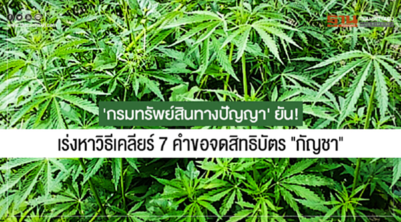 'กรมทรัพย์สินทางปัญญา' ยัน! เร่งหาวิธีเคลียร์ 7 คำขอจดสิทธิบัตร "กัญชา" 'กรมทรัพย์สินทางปัญญา' ยัน! เร่งหาวิธีเคลียร์ 7 คำขอจดสิทธิบัตร "กัญชา"