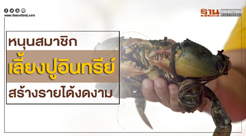หนุนสมาชิกเลี้ยง"ปูอินทรีย์"สร้างรายได้งดงาม หนุนสมาชิกเลี้ยง"ปูอินทรีย์"สร้างรายได้งดงาม