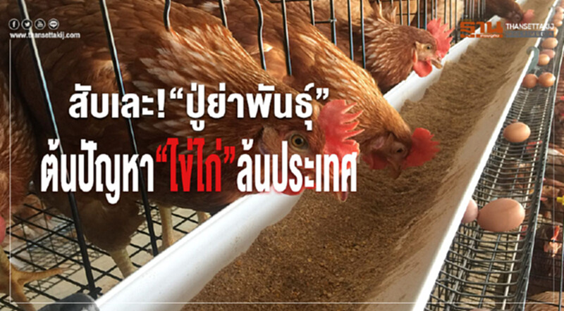สับเละ! "ปู่ย่าพันธุ์" ต้นปัญหา "ไข่ไก่" ล้นประเทศ? สับเละ! "ปู่ย่าพันธุ์" ต้นปัญหา "ไข่ไก่" ล้นประเทศ?