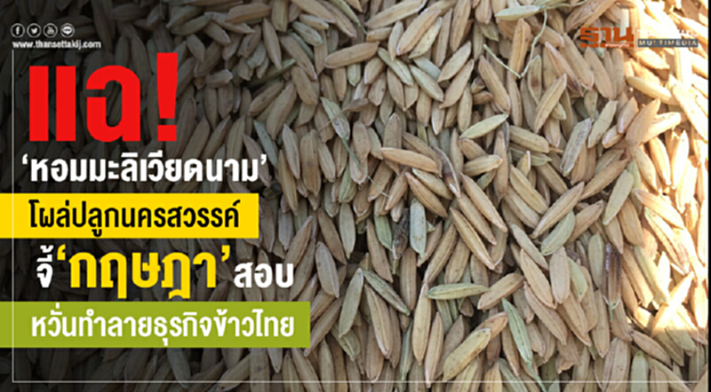 แฉ! "หอมมะลิเวียดนาม" โผล่ปลูกนครสวรรค์ร่วมหมื่นไร่ แฉ! "หอมมะลิเวียดนาม" โผล่ปลูกนครสวรรค์ร่วมหมื่นไร่