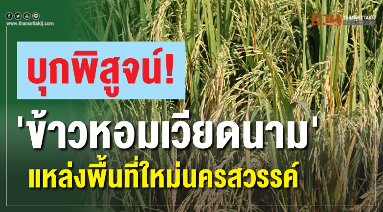 ฟัง! แล้วอึ้ง! ทำไมชาวนาไทยปลูก "ข้าวหอมเวียดนาม"