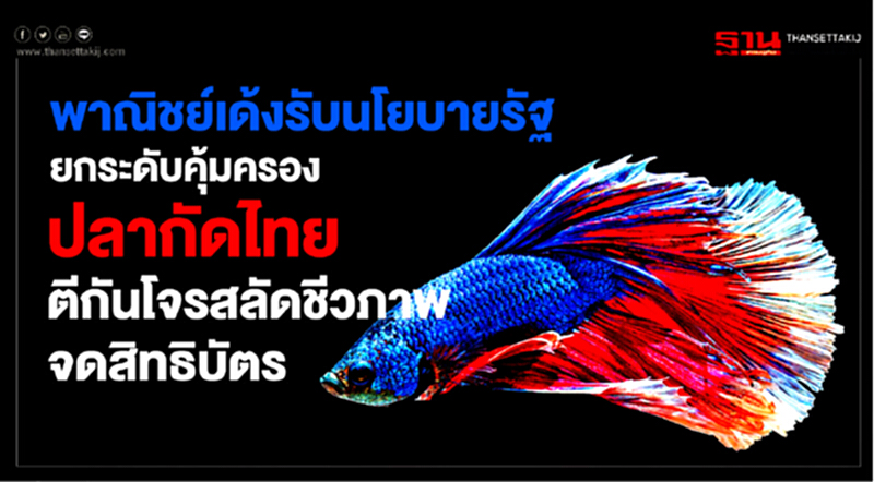 'พาณิชย์' เด้งรับนโยบายรัฐ ยกระดับคุ้มครอง "ปลากัดไทย" ตีกันต่างชาติจดสิทธิบัตร 'พาณิชย์' เด้งรับนโยบายรัฐ ยกระดับคุ้มครอง "ปลากัดไทย" ตีกันต่างชาติจดสิทธิบัตร