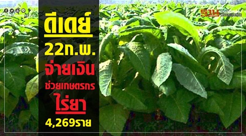 ดีเดย์ 22 ก.พ. จ่ายเงินช่วย เกษตรกรไร่ยา 4,269 ราย ดีเดย์ 22 ก.พ. จ่ายเงินช่วย เกษตรกรไร่ยา 4,269 ราย