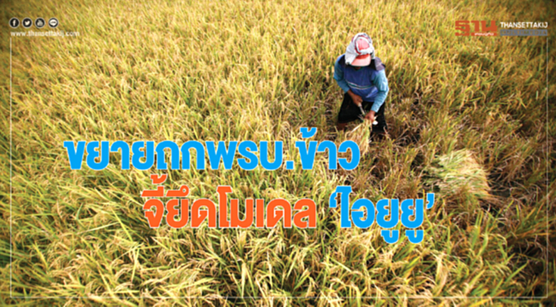 สนช. ขยายเวลาถก "กฎหมายข้าว" ... วงในจี้! ยึดโมเดล "ไอยูยู" สนช. ขยายเวลาถก "กฎหมายข้าว" ... วงในจี้! ยึดโมเดล "ไอยูยู"