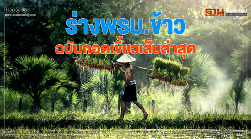 ร่าง 'พ.ร.บ.ข้าว' ฉบับถอดเขี้ยวเล็บล่าสุด ร่าง 'พ.ร.บ.ข้าว' ฉบับถอดเขี้ยวเล็บล่าสุด