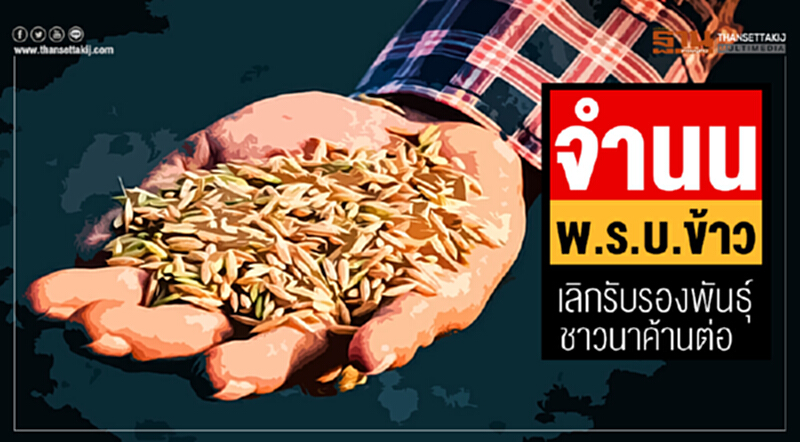 จำนน พ.ร.บ.ข้าว เลิกรับรองพันธุ์ ชาวนาค้านต่อ จำนน พ.ร.บ.ข้าว เลิกรับรองพันธุ์ ชาวนาค้านต่อ