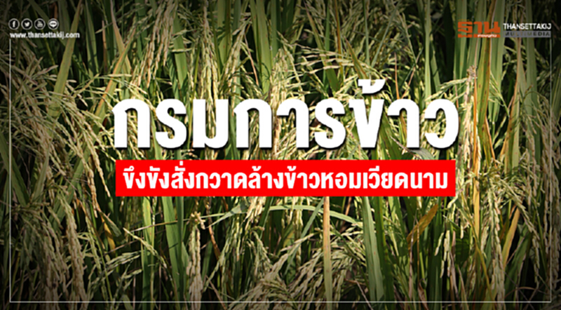 ตื่น! สั่งกวาดล้าง "ข้าวหอมเวียดนาม" ตื่น! สั่งกวาดล้าง "ข้าวหอมเวียดนาม"