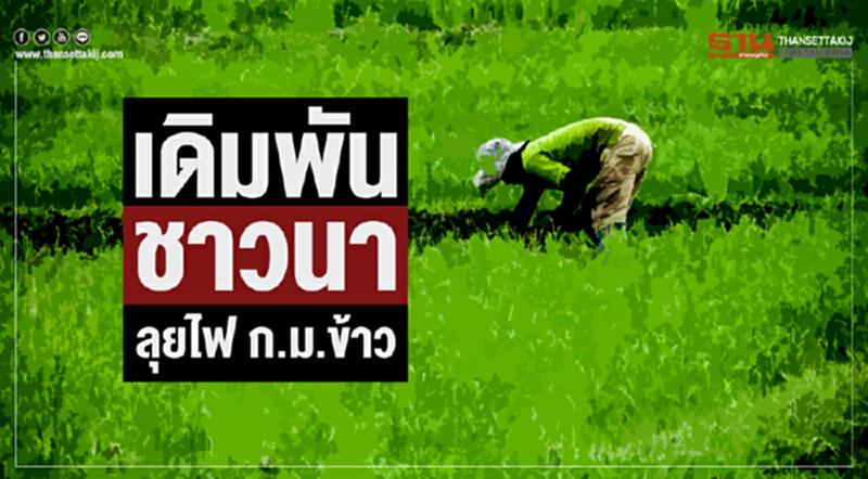 เดิมพันชาวนา ลุยไฟ ก.ม.ข้าว เดิมพันชาวนา ลุยไฟ ก.ม.ข้าว