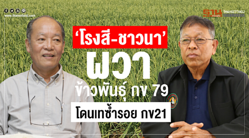 ปลุกกระแสพันธุ์ข้าว "กข79" ฟีเวอร์ได้หรือไม่ ปลุกกระแสพันธุ์ข้าว "กข79" ฟีเวอร์ได้หรือไม่