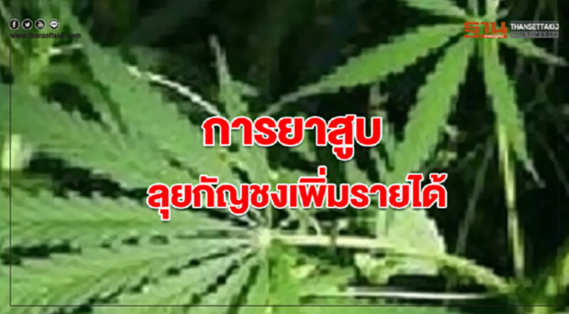 "การยาสูบ"โอดภาษีบุหรี่พุ่ง40%ทำกำไรทรุด หันลุยกัญชง-ยาเส้น "การยาสูบ"โอดภาษีบุหรี่พุ่ง40%ทำกำไรทรุด หันลุยกัญชง-ยาเส้น
