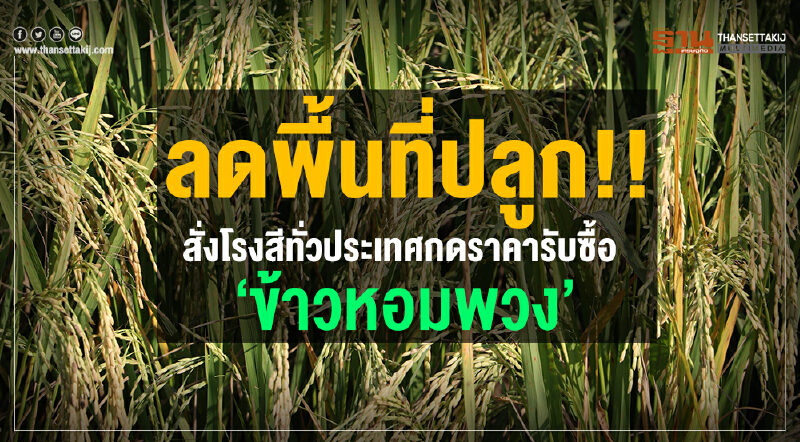 สั่งโรงสีทั่วประเทศกดราคารับซื้อ“ข้าวหอมพวง"