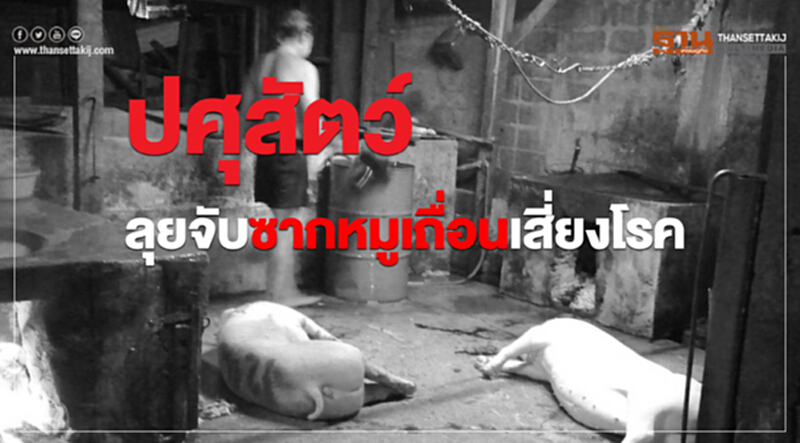 'ปศุสัตว์' ลุยจับ "ซากหมูเถื่อน" เสี่ยงโรค 'ปศุสัตว์' ลุยจับ "ซากหมูเถื่อน" เสี่ยงโรค