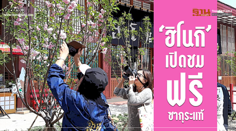 ‘ฮิโนกิ’เปิดชมฟรีซากุระแท้ สั่งตรง1,300ต้นจากคิวชูปลูกเชียงใหม่บานถึงมี.ค.นี้ ‘ฮิโนกิ’เปิดชมฟรีซากุระแท้ สั่งตรง1,300ต้นจากคิวชูปลูกเชียงใหม่บานถึงมี.ค.นี้