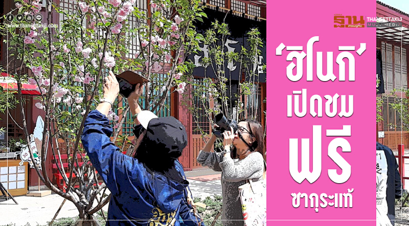 ‘ฮิโนกิ’เปิดชมฟรีซากุระแท้ สั่งตรง1,300ต้นจากคิวชูปลูกเชียงใหม่บานถึงมี.ค.นี้
